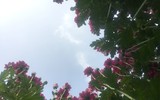Làng Khương Hạ vào mùa hoa Tết